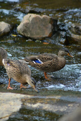 duck on the lake