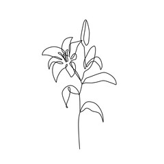 Simple Flower Lilly Line Art Drawing. Flower Silhouette Black Sketch on White Background. Beautiful Plant Line Drawing. Floral Minimalistic Vector Illustration.