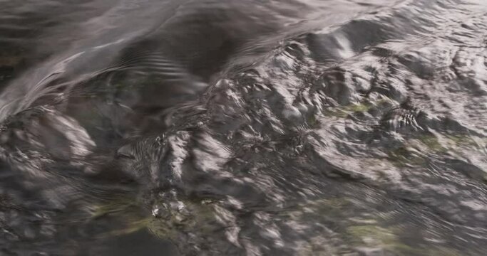 Water and green grass in the river flows slowly close-up