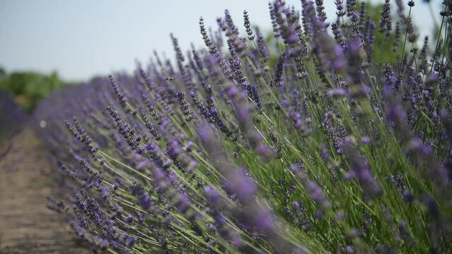 Honey bees collect nectar in a lavender field. Many bees fly around the lavender flowers.