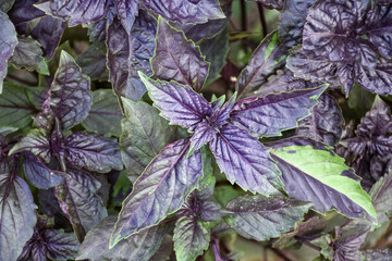 Culinary herb, purple basil leaf sprouts in a garden bed - 516693964