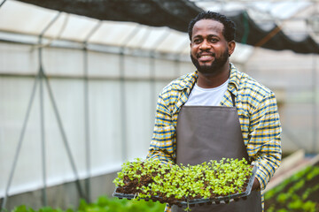 African farmer showing baby plant at organic greenhouse nursery Agriculture farm and happy with...