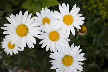 Obraz premium Set of beautiful chamomile flowers on green grass background, top view