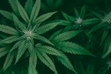 Fototapeta na wymiar Cannabis Sativa or Cannabis Indica green hemp plant leaf topview for banner background