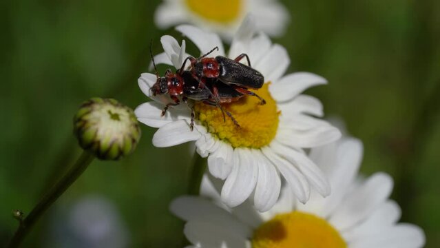 Cantharis Fusca Mating On Daisy Flower. - close up