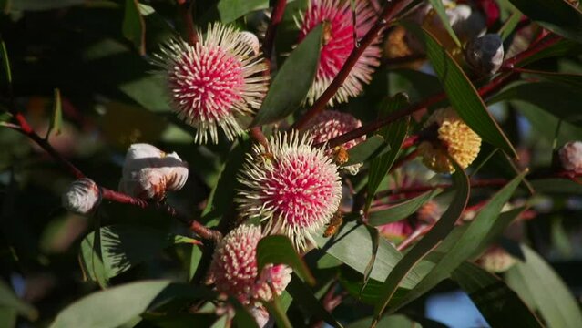 Bees Climbing and flying on Hakea Laurina Plant, Daytime Sunny Maffra, Victoria, Australia