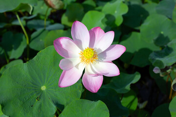 Beautiful blooming pink lotus flower with leaves, Waterlily pond