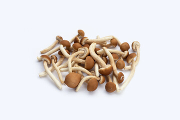 Yanagi Matsutake mushroom on white background.