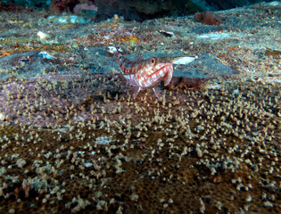 A sand Lizardfish resting on a airplane wreck Boracay Island Philippines