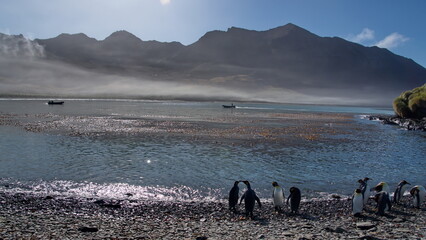 Silhouette of a zodiac inflatable boat in the morning fog in the bay at Jason Harbor, South Georgia Island, with penguins on the beach