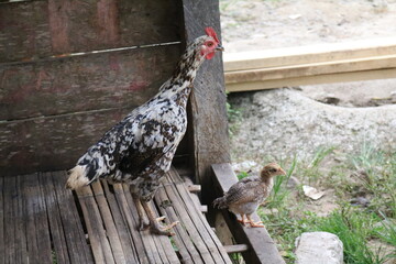 Togetherness of a hen and her chick

Chicken is a type of laying animal. He incubates the eggs for a few months and then when the time comes it will hatch into a chick.
