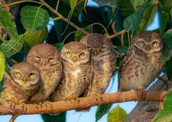 many owls on the one branch, The spotted owlet is a small owl which breeds in tropical Asia from...