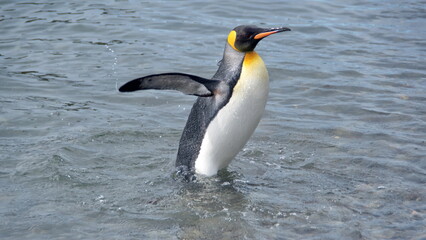 King penguin (Aptenodytes patagonicus) walking by the beach with its wings extended at Jason Harbor, South Georgia Island