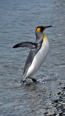 King penguin (Aptenodytes patagonicus) walking on the beach with its wings extende at Jason Harbor, South Georgia Island