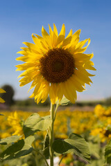 sunflowers blooming in the field