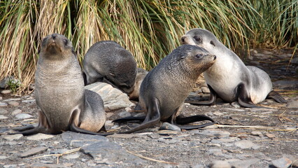 Antarctic fur seal (Arctocephalus gazella) pups on the beach in front of tussock grass at Jason...