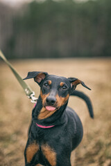 Beautiful thoroughbred German Pinscher on a walk in the park in autumn.