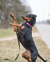 Beautiful thoroughbred German Pinscher on a walk in the park in autumn.