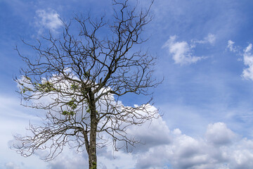 Fototapeta na wymiar a lonely single bare tree against sky with clouds background