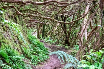 Hiking trail through enchanted ancient laurel sub tropical forest in the Anaga mountain range on Tenerife, Canary Islands, Spain, Europe, EU. Dense diversified fauna. Path overgrown with moss and fern