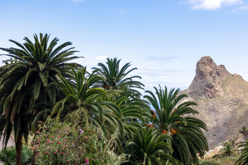 Fototapeta na wymiar Large tropical palm trees with a panoramic view on Roque de las Animas crag and Roque en Medio in the Anaga mountain range, Tenerife, Canary Islands, Spain, Europe. Hiking trail from Afur to Taganana