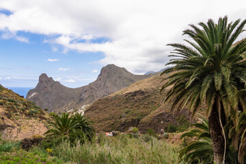 A large tropical palm tree with a panoramic view on Roque de las Animas crag and Roque en Medio in the Anaga mountain range, Tenerife, Canary Islands, Spain, Europe. Hiking trail from Afur to Taganana
