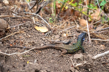 Close up view on a Gallot lizard or Tenerife lizard or Western Canaries lizard (Gallotia galloti) in the Anaga nature park on north coast of Tenerife, Canary Islands, Spain, Europe. Animal wildlife
