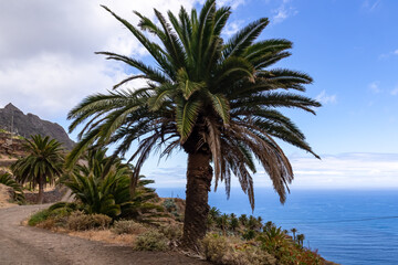 Fototapeta na wymiar Tropical palm trees along Atlantic Ocean coastline and Anaga mountain range on Tenerife, Canary Islands, Spain, Europe, EU. Cabezo el Tablero crag. Scenic coastal hiking trail from Afur to Taganana