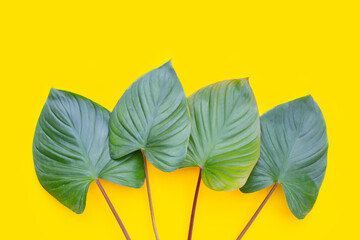 Green leaves of homalomena rubescens