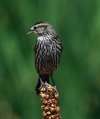 pretty female red-winged blackbird perched  atop mullein  along the wildlife drive in the rocky mountain arsenal wildlife refuge in summer  in commerce city,  near denver, colorado