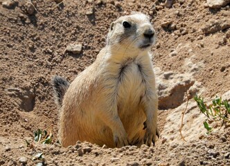 Fototapeta premium cute black-tailed prairie dog standing in his burrow in a field along the wildlife drive in the rocky mountain arsenal wildlife refuge in summer in commerce city, near denver, colorado