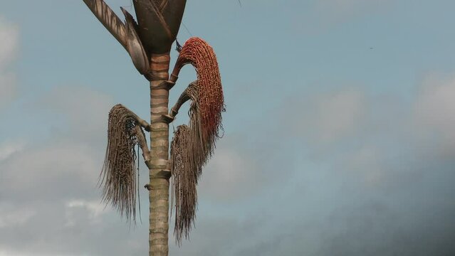 Moriche palm tree used to make buriti oil from the hanging fruit