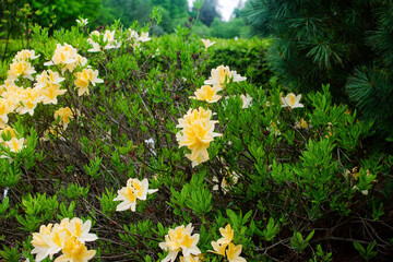 Bright yellow rhododendron luteum or honeysuckle azalea.