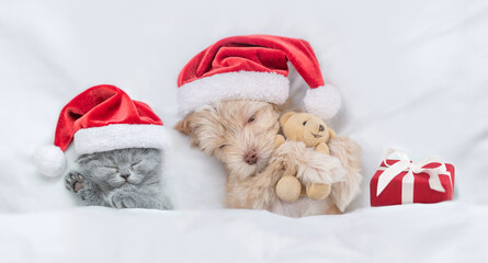 Cute kitten and Goldust Yorkshire terrier puppy  wearing santa hats lying together under a white blanket on a bed at home with toy bear and gift box. Top down view