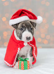 Miniature Bull Terrier puppy wearing cape and red santa hat sits with gift box on festive background