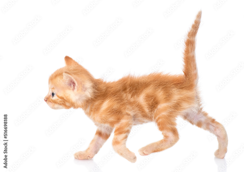 Poster small tabby cat walking. isolated on white background