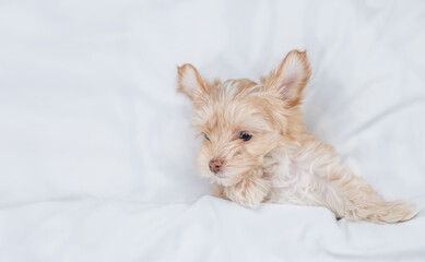 Goldust Yorkshire terrier puppy lying under white blanket on a bed at home before bedtime. Top down view. Empty space for text