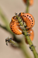 Kartoffelkäfer Larven