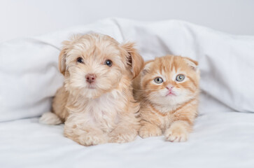 Young Goldust Yorkshire terrier puppy and baby kitten lying together under warm white blanket on a bed at home © Ermolaev Alexandr