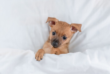 Cozy Toy terrier puppy lying under white blanket on a bed at home before bedtime. Top down view
