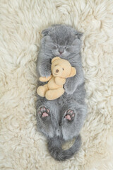 Cozy tiny kitten sleeps with favorite toy bear on a bed at home. Top down view