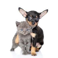 Cute Toy terrier puppy embraces tiny kitten. isolated on white background
