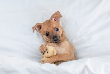 Cute Toy terrier puppy lying under white blanket on a bed at home and hugs favorite toy bear before bedtime. Top down view