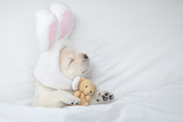 Golden retriever puppy wearing easter rabbits ears sleeps with toy bear on a bed under warm white blanket at home