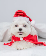 Maltese puppy wearing red santa hat lies on a bed under white blanket at home