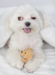 Happy white Maltese puppy hugs favorite toy bear under white warm blanket on a bed at home