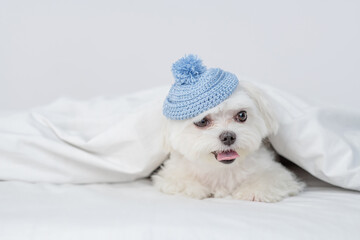 Funny white Maltese puppy wearing warm knitted hat lying under white warm blanket on a bed at home. Empty space for text