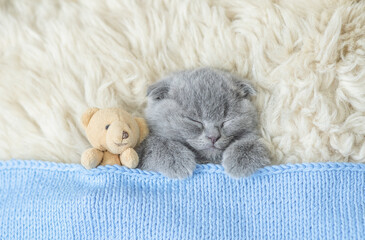 Cozy tiny kitten sleeps with favorite toy bear under warm  blanket on a bed at home. Top down view