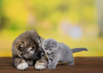 Fototapeta na wymiar Caucasian shepherd dog puppy sniffs tiny kitten at summer park