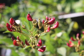 red and white flower